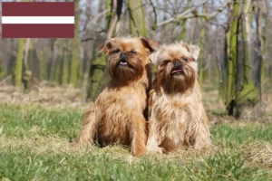 Read more about the article Belgian Dwarf Griffon breeder and puppies in Latvia