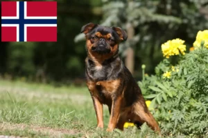Read more about the article Belgian Dwarf Griffon breeders and puppies in Norway
