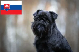 Read more about the article Belgian Dwarf Griffon breeder and puppies in Slovakia