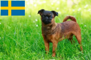 Read more about the article Belgian Dwarf Griffon breeder and puppies in Sweden