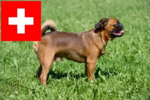 Read more about the article Belgian Dwarf Griffon breeders and puppies in Switzerland