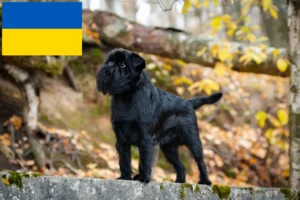 Read more about the article Belgian Dwarf Griffon breeder and puppies in Ukraine