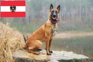 Read more about the article Belgian Shepherd breeders and puppies in Austria