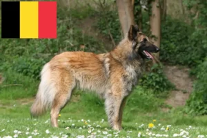 Read more about the article Belgian Shepherd Dog Breeder and Puppies in Belgium