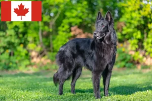 Read more about the article Belgian Shepherd breeders and puppies in Canada