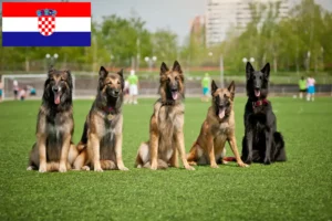 Read more about the article Belgian Shepherd Dog Breeder and Puppies in Croatia