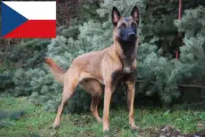 Read more about the article Belgian Shepherd breeders and puppies in the Czech Republic