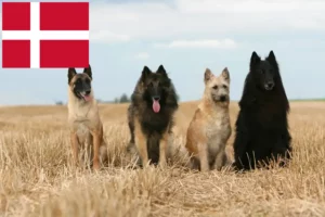 Read more about the article Belgian Shepherd Dog Breeder and Puppies in Denmark