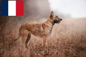 Read more about the article Belgian Shepherd breeders and puppies in France