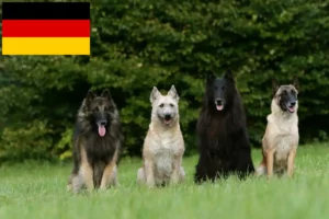 Read more about the article Belgian Shepherd breeders and puppies in Germany