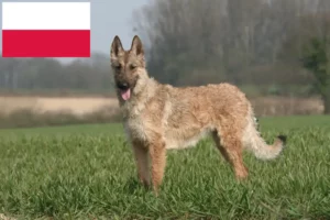 Read more about the article Belgian Shepherd breeders and puppies in Poland