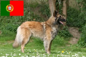Read more about the article Belgian Shepherd Dog Breeder and Puppies in Portugal