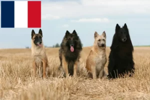 Read more about the article Belgian Shepherd breeders and puppies in Réunion