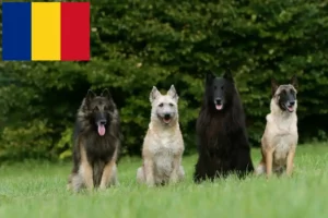 Read more about the article Belgian Shepherd breeders and puppies in Romania