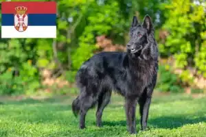 Read more about the article Belgian Shepherd breeders and puppies in Serbia