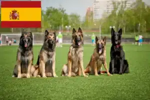 Read more about the article Belgian Shepherd breeders and puppies in Spain