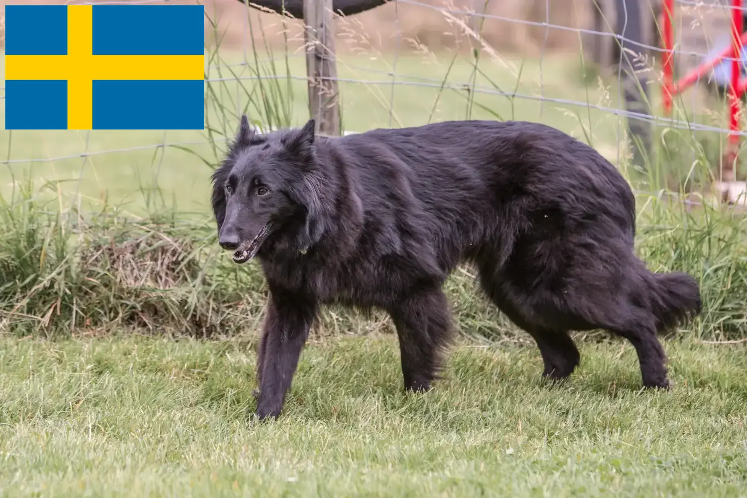 Read more about the article Belgian Shepherd breeders and puppies in Sweden