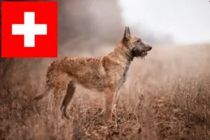 Read more about the article Belgian Shepherd breeders and puppies in Switzerland