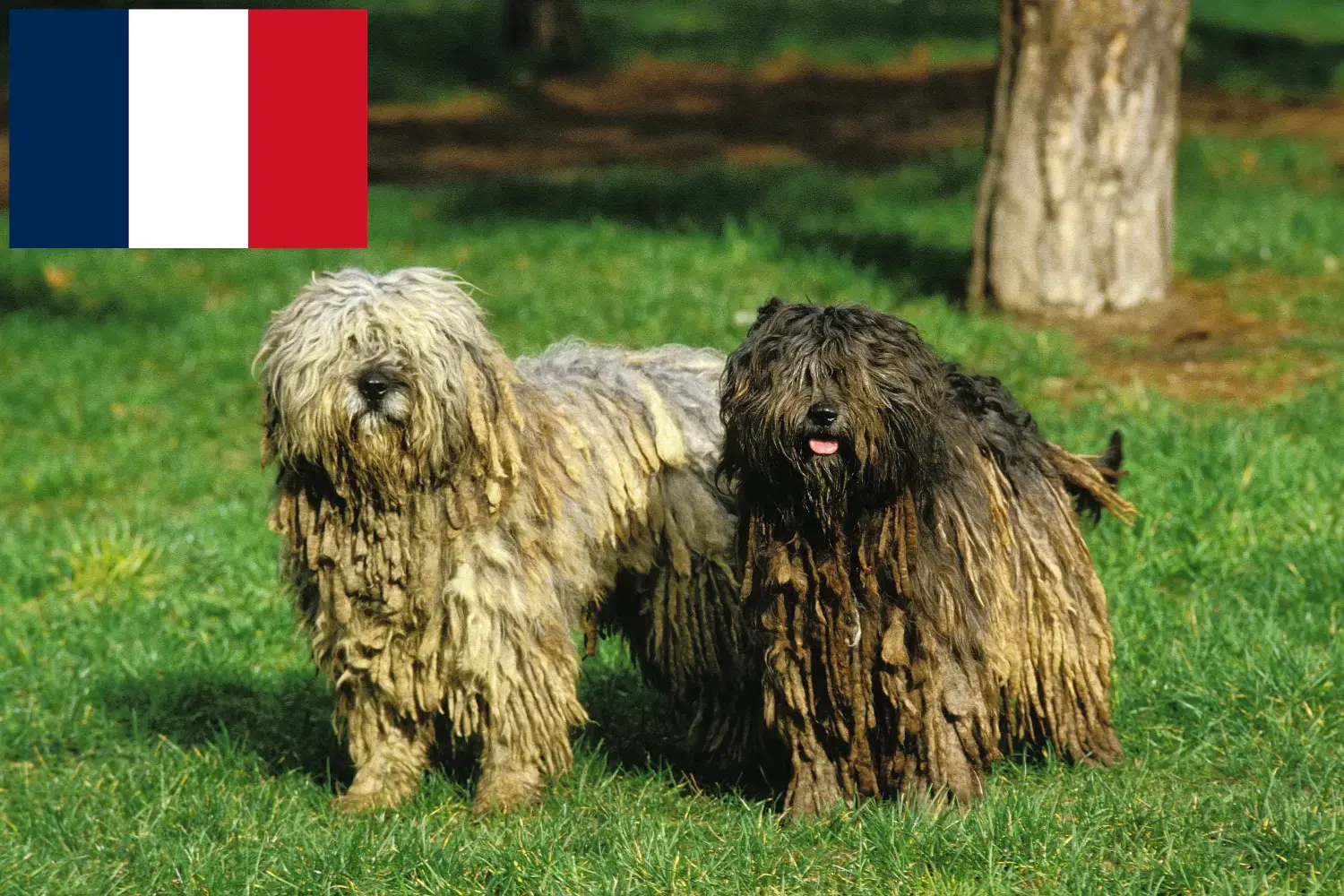 Read more about the article Bergamasco Shepherd Dog Breeders and Puppies in France