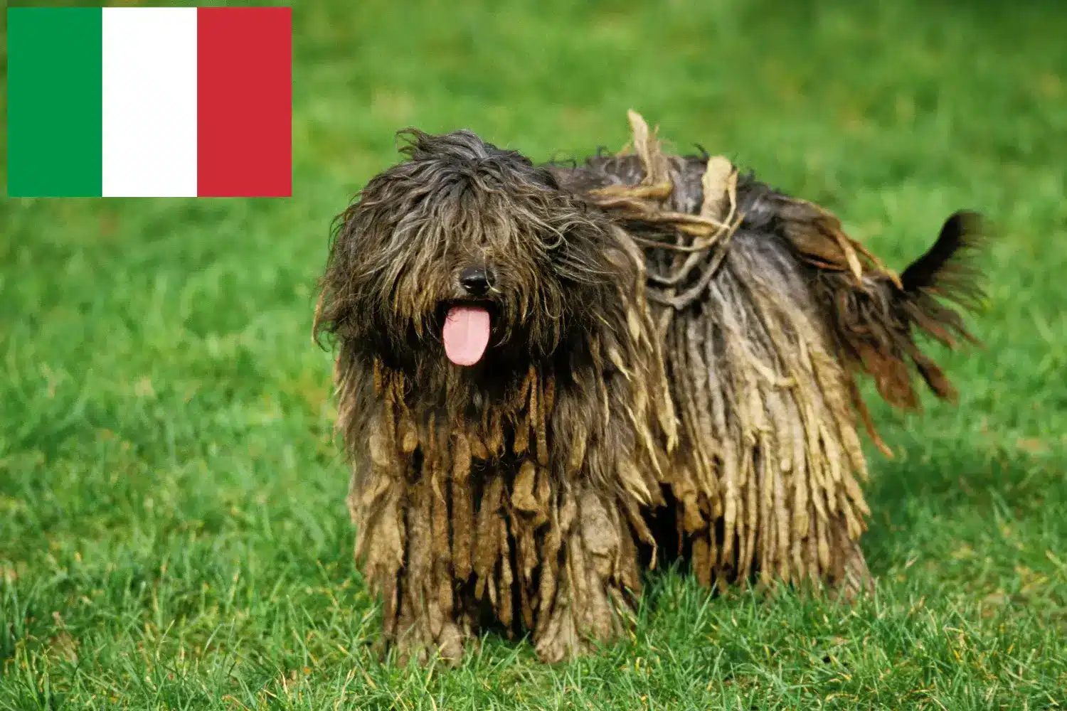 Read more about the article Bergamasco Shepherd Dog Breeder and Puppies in Italy