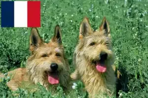 Read more about the article Berger de Picardie breeders and puppies in France