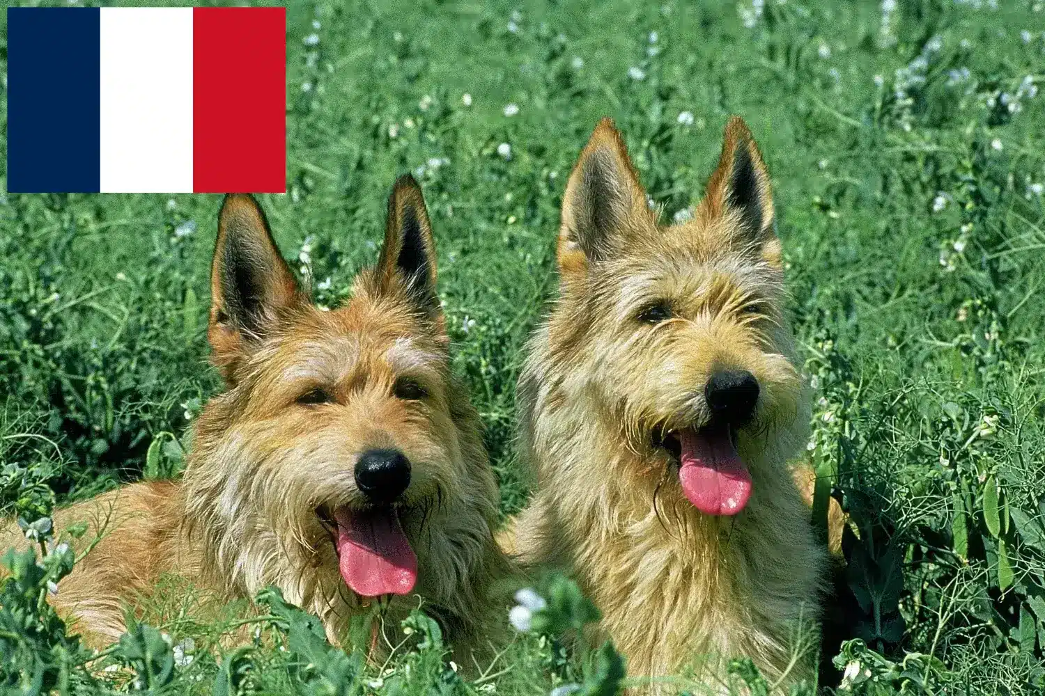 Read more about the article Berger de Picardie breeders and puppies in France