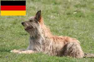 Read more about the article Berger de Picardie breeders and puppies in Germany