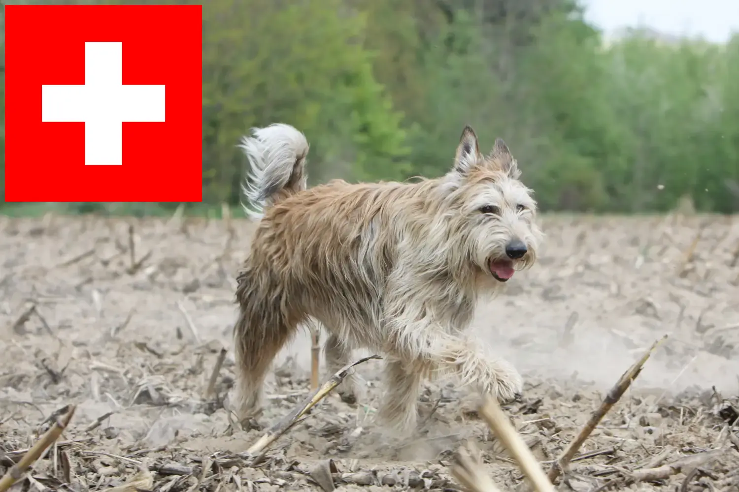 Read more about the article Berger de Picardie breeders and puppies in Switzerland