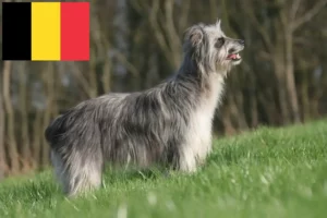 Read more about the article Berger des Pyrenees breeders and puppies in Belgium