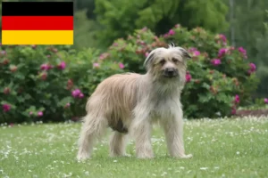 Read more about the article Berger des Pyrenees breeders and puppies in Germany