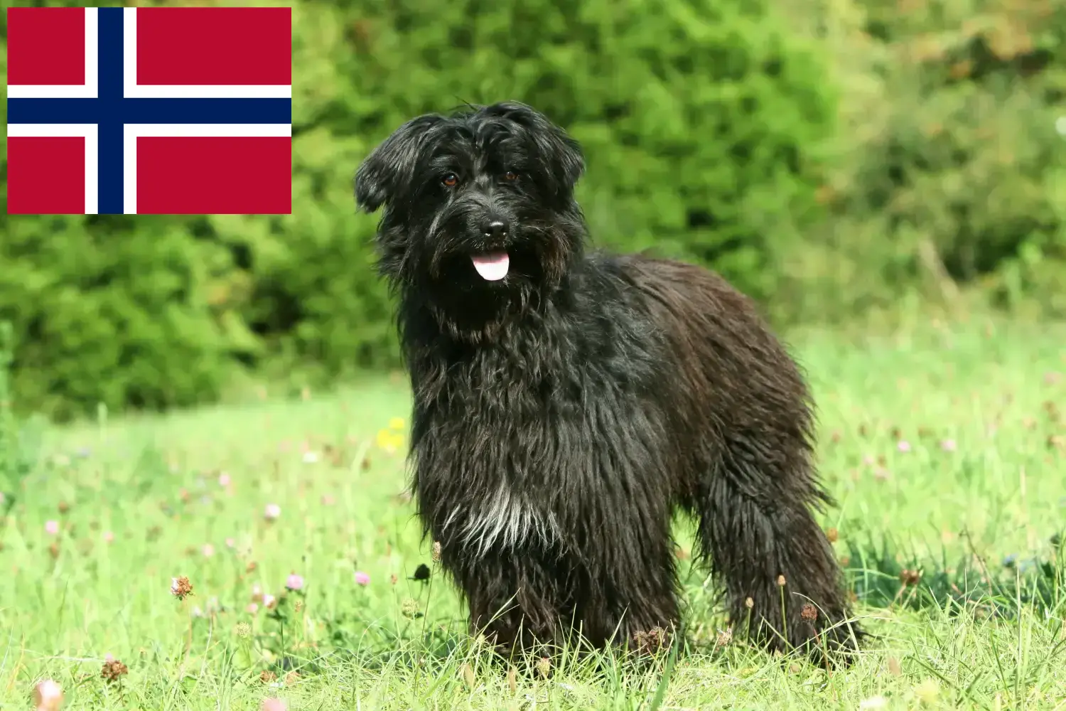 Read more about the article Berger des Pyrenees breeders and puppies in Norway