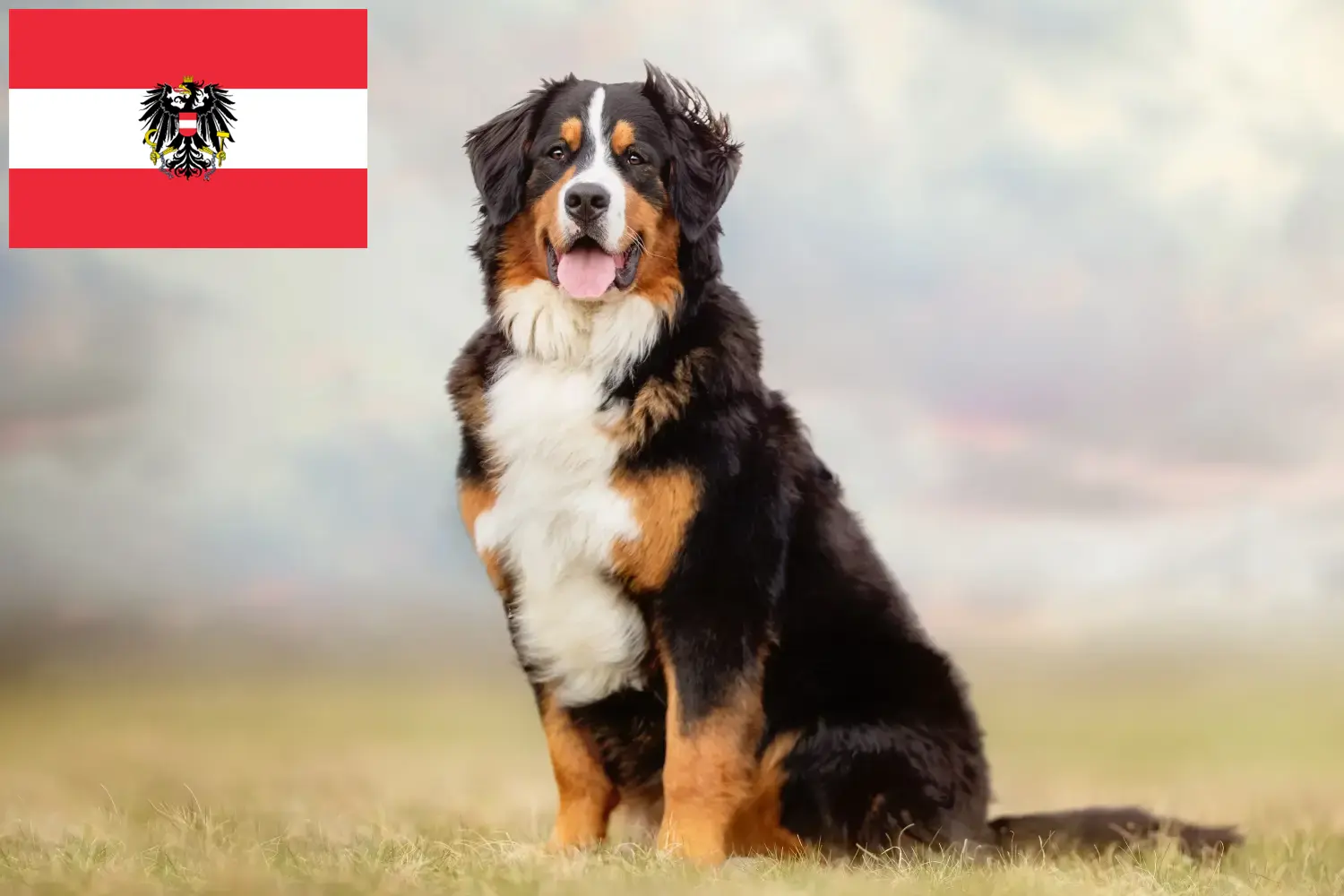 Read more about the article Bernese Mountain Dog breeders and puppies in Austria