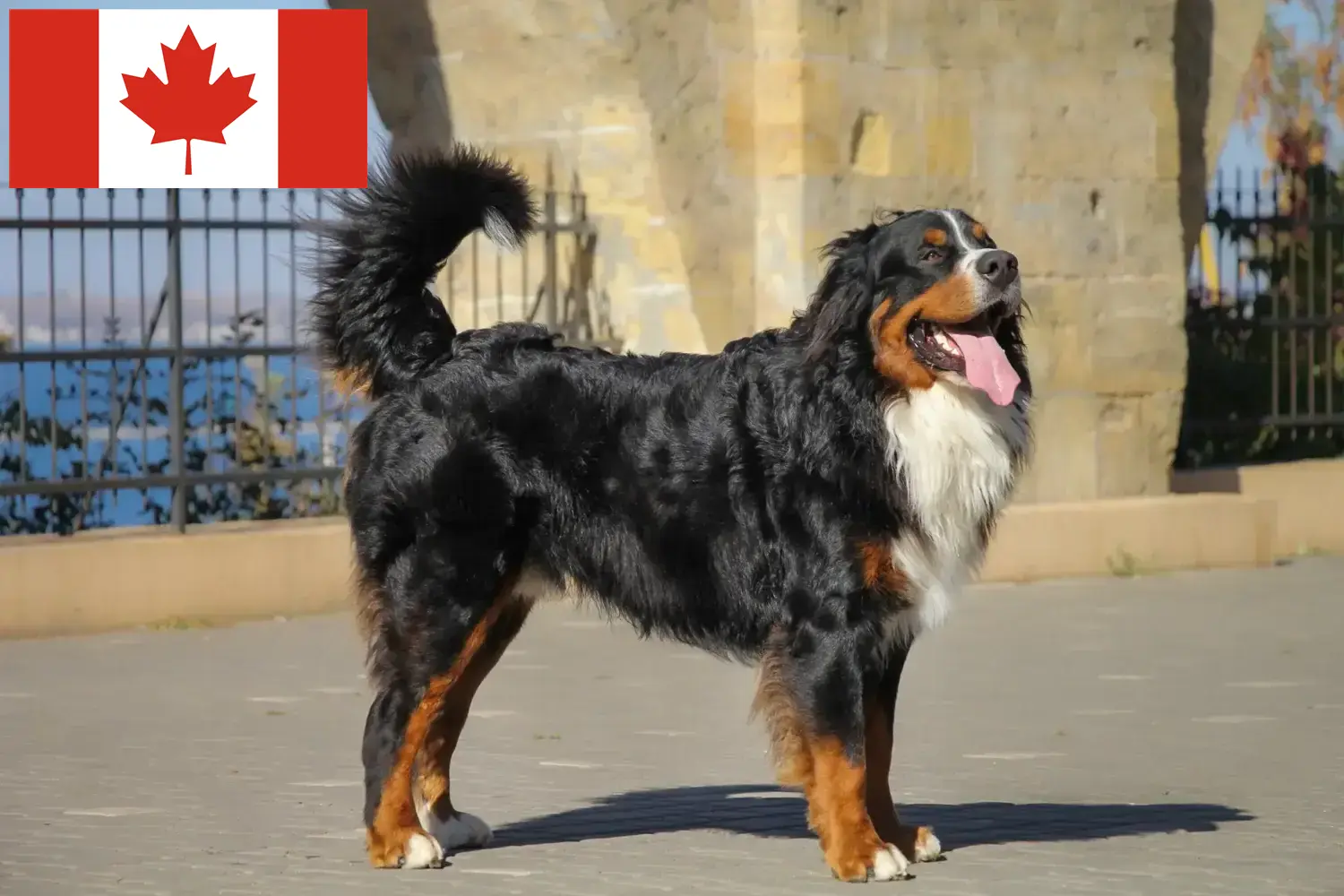 Read more about the article Bernese Mountain Dog Breeder and Puppies in Canada