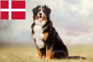 Read more about the article Bernese Mountain Dog Breeder and Puppies in Denmark