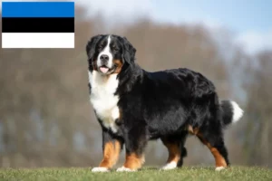 Read more about the article Bernese Mountain Dog Breeder and Puppies in Estonia