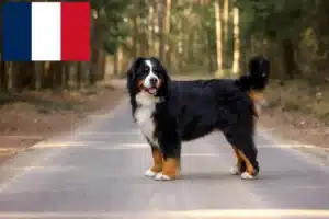 Read more about the article Bernese Mountain Dog breeders and puppies in France