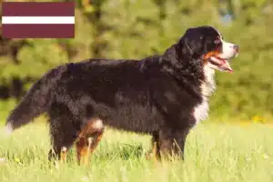 Read more about the article Bernese Mountain Dog Breeder and Puppies in Latvia