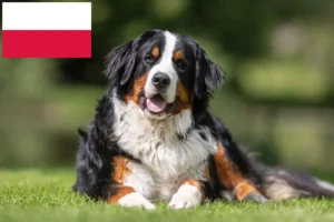 Read more about the article Bernese Mountain Dog Breeder and Puppies in Poland