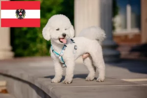 Read more about the article Bichon Frisé breeders and puppies in Austria