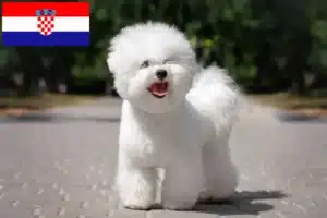 Read more about the article Bichon Frisé breeders and puppies in Croatia