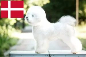 Read more about the article Bichon Frisé breeders and puppies in Denmark