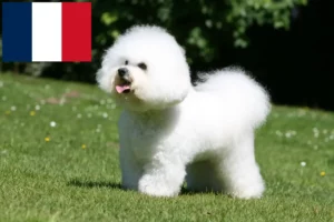 Read more about the article Bichon Frisé breeders and puppies in France