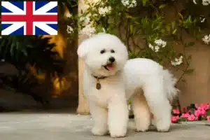 Read more about the article Bichon Frisé breeders and puppies in Great Britain