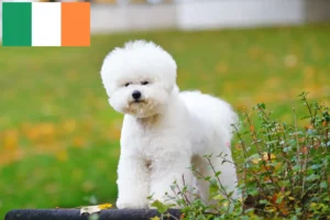 Read more about the article Bichon Frisé breeders and puppies in Ireland