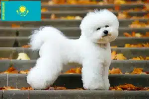 Read more about the article Bichon Frisé breeders and puppies in Kazakhstan