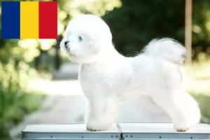 Read more about the article Bichon Frisé breeders and puppies in Romania