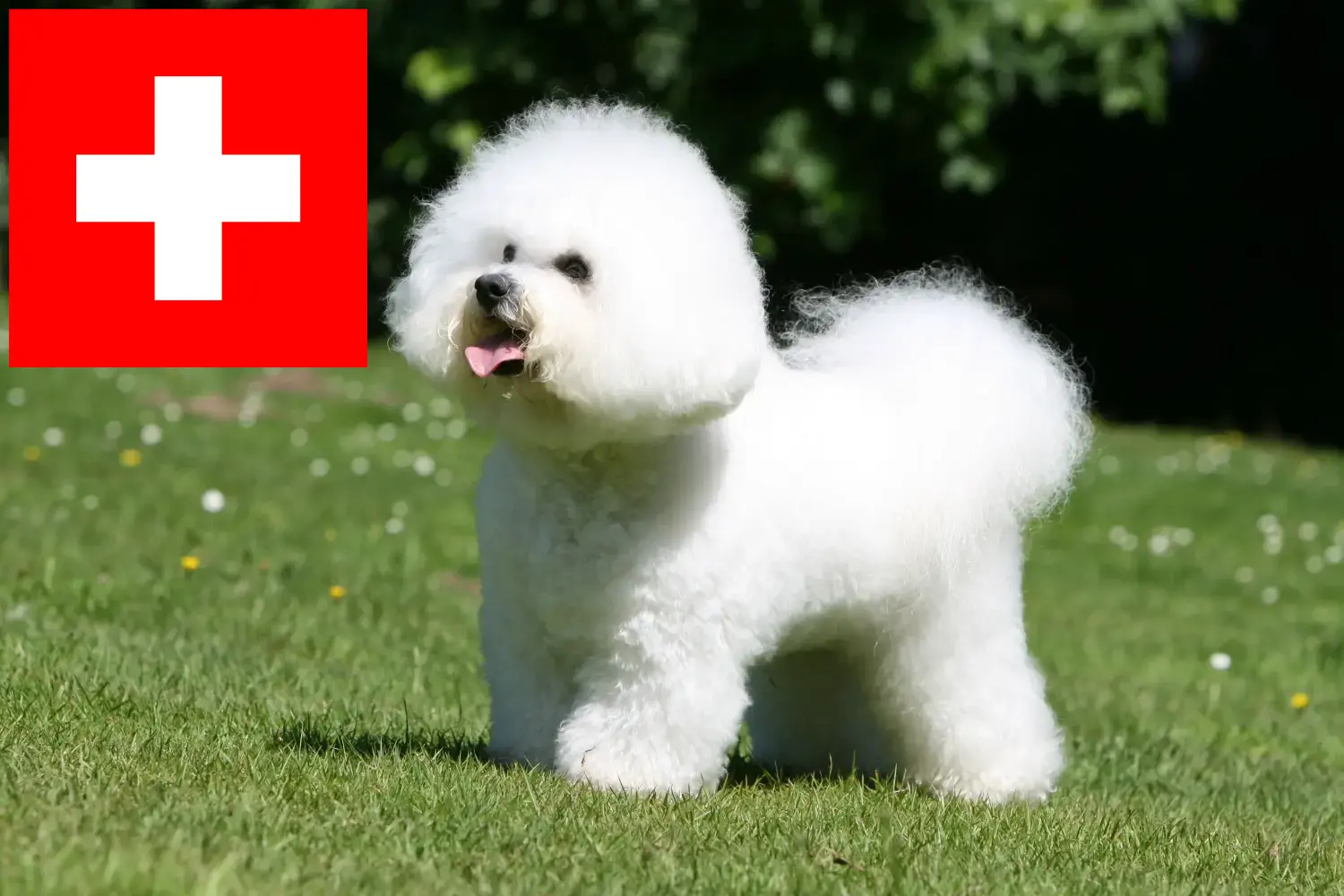 Read more about the article Bichon Frisé breeders and puppies in Switzerland