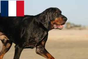 Read more about the article Black and Tan Coonhound breeders and puppies in France