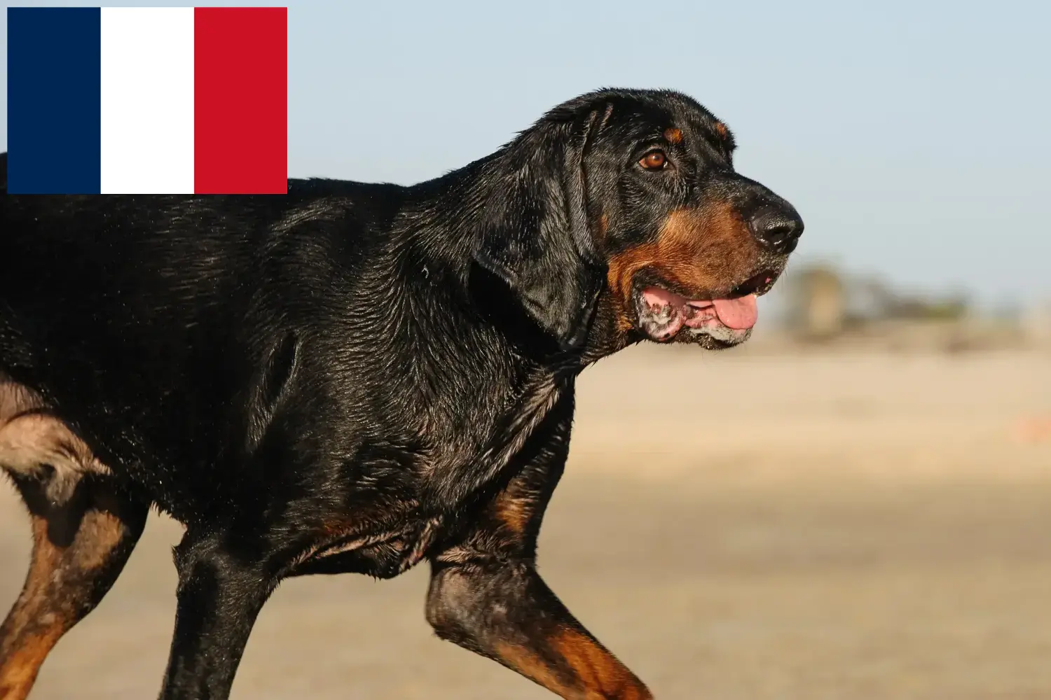 Read more about the article Black and Tan Coonhound breeders and puppies in France