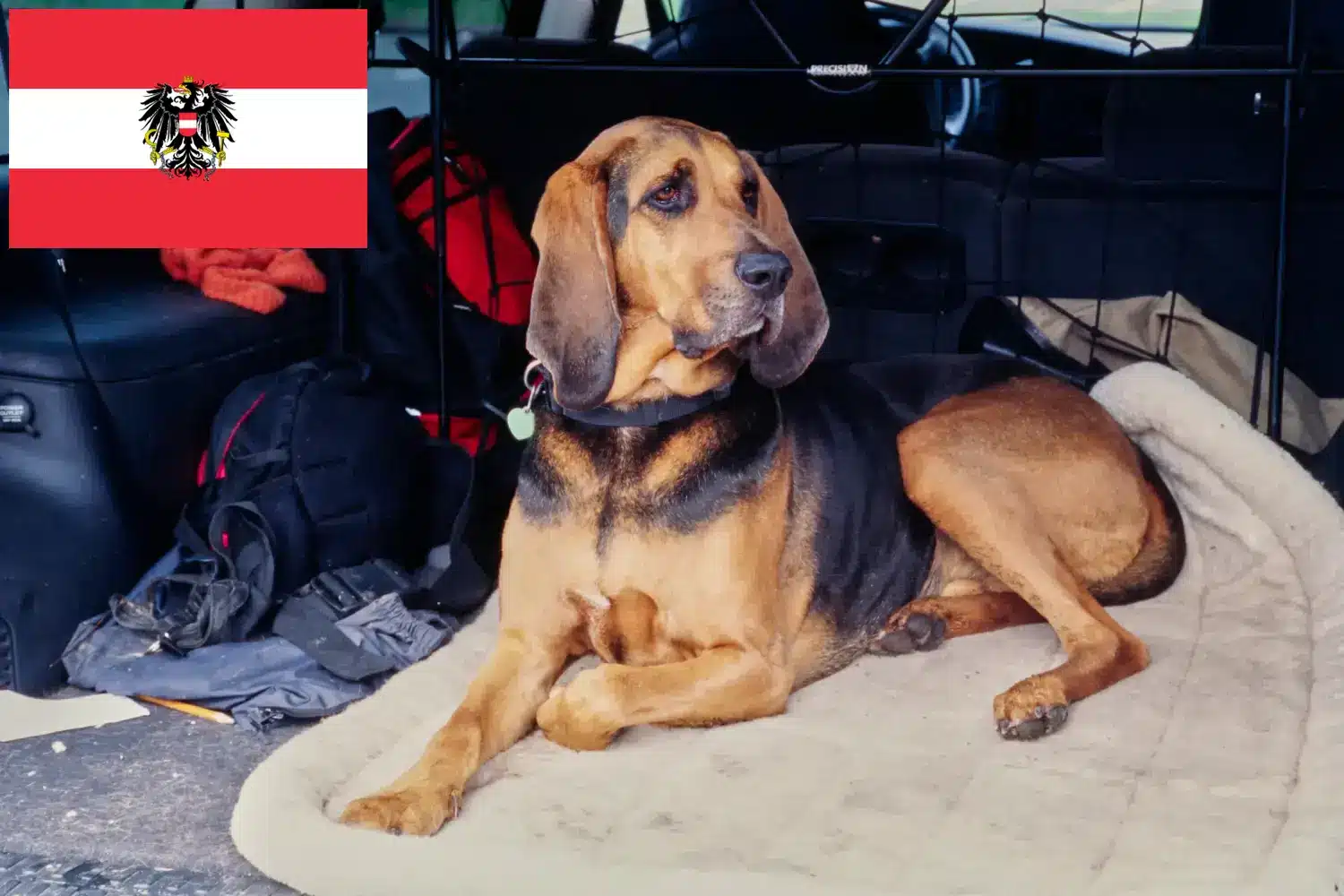 Read more about the article Bloodhound breeders and puppies in Austria